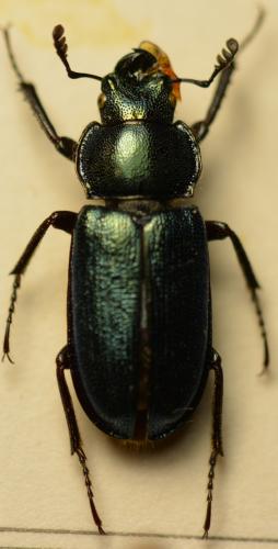 Platycerus caraboides